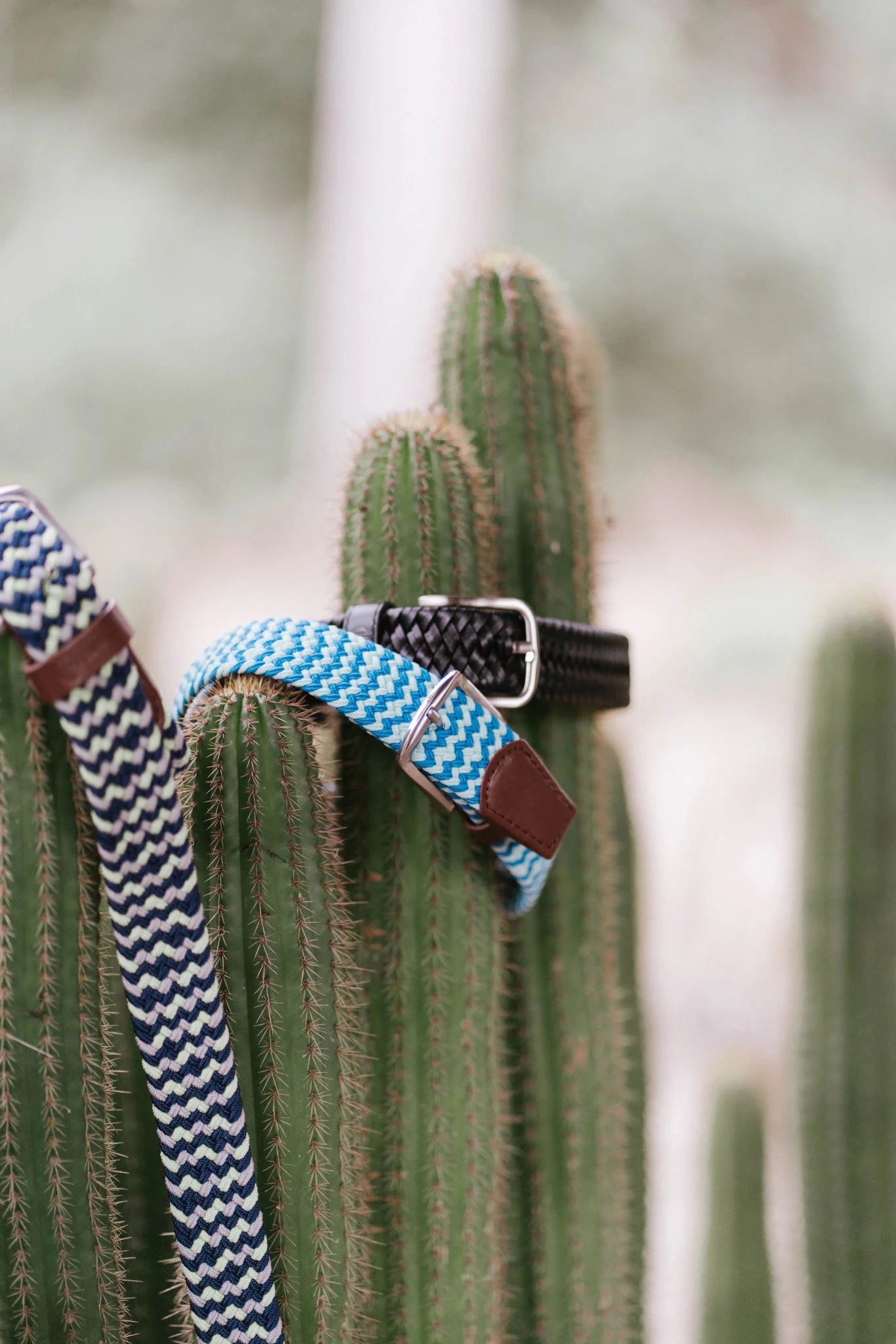 Women's Belts - Ivy Cove Montecito