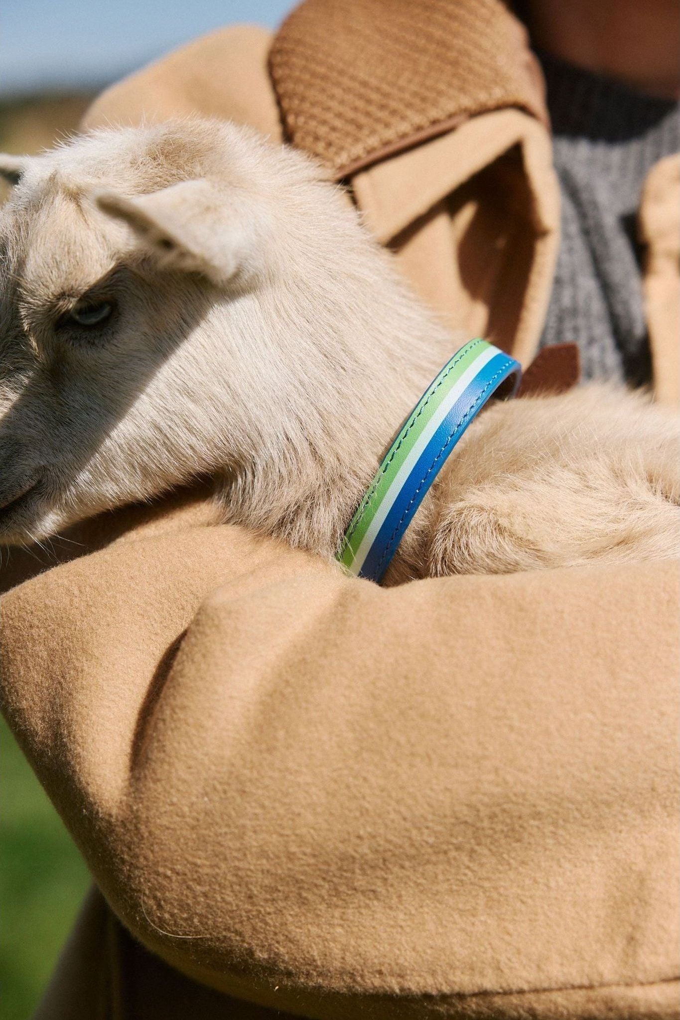 Durango Dog Collar - Ivy Cove Montecito